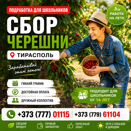 Сбор черешни в Тирасполе | Летняя работа для подростков +373(777)-01-115